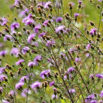 Centaurea jacea - Fiordaliso stoppione