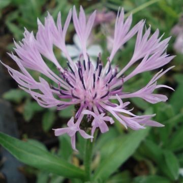 Centaurea montana Carnea - Fiordaliso montano