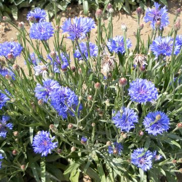 Centaurea cyanus Jubilee Gem - Fiordaliso vero