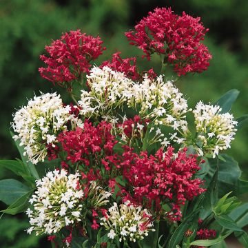 Centranthus ruber Mix - Valeriana rossa