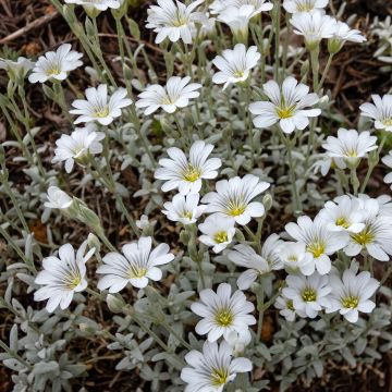 Cerastium tomentosum var. columnae - Peverina tomentosa