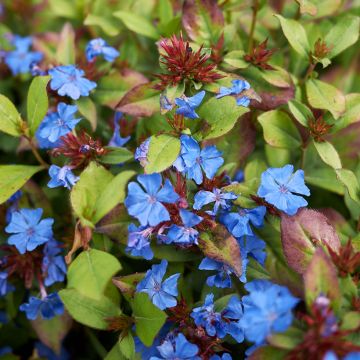 Ceratostigma plumbaginoides - Plumbago blu