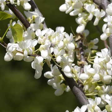 Cercis canadensis Royal White - Albero di Giuda