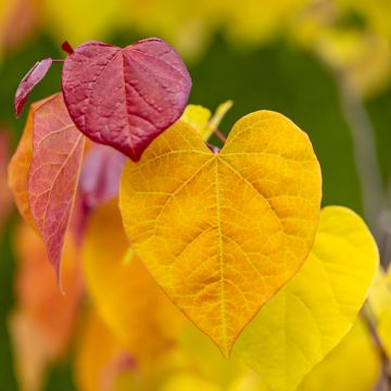 Cercis canadensis Eternal Flame - Albero di Giuda