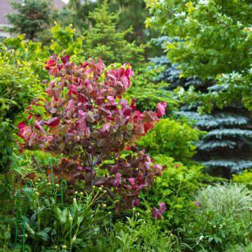 Cercis canadensis Forest Pansy - Albero di Giuda