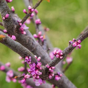 Cercis canadensis Little Woody - Albero di Giuda