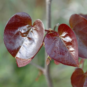 Cercis canadensis var. texensis Merlot - Albero di Giuda