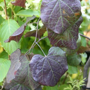 Cercis canadensis Ruby Falls - Albero di Giuda