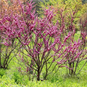 Cercis chinensis Avondale - Albero di Giuda cinese