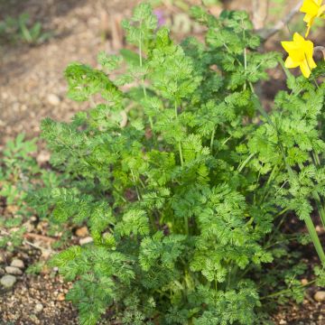 Cerfoglio comune Crispum