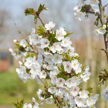 Prunus Umineko - Ciliegio da fiore