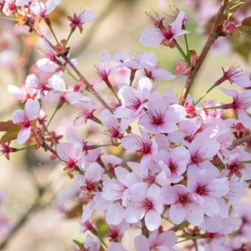 Prunus hillieri Spire - Ciliegio da fiore