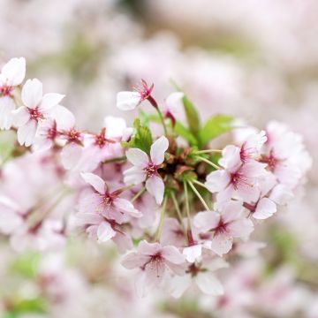 Prunus nipponica var. kurilensis Brillant - Ciliegio da fiore