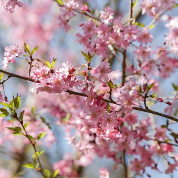 Prunus subhirtella Fukubana - Ciliegio da fiore