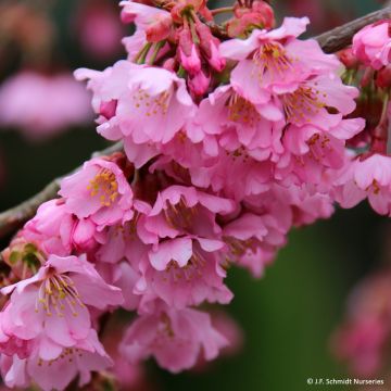 Prunus Pink Cascade - Ciliegio da fiore