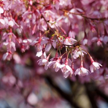 Prunus incisa Paean - Ciliegio da fiore