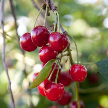 Amareno Griotella Frumi