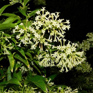 Cestrum nocturnum - Gelsomino notturno