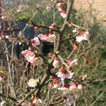 Chaenomeles cathayensis