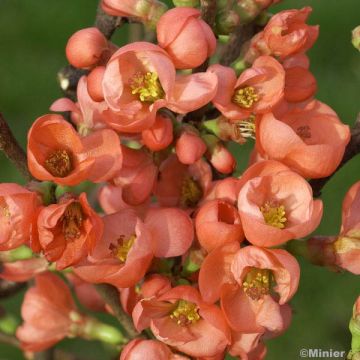 Chaenomeles speciosa Friesdorfer - Fior di Pesco