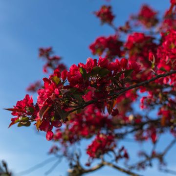 Chaenomeles speciosa Rubra - Fior di Pesco