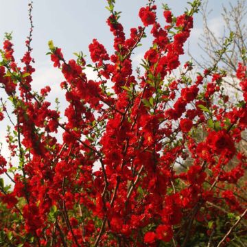 Chaenomeles speciosa Scarlet Storm - Fior di Pesco