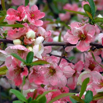 Chaenomeles speciosa Toyo-Nishiki - Fior di Pesco