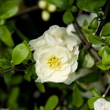 Chaenomeles speciosa Yukigoten - Fior di Pesco