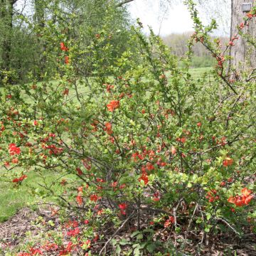 Chaenomeles superba Clementine - Fior di Pesco