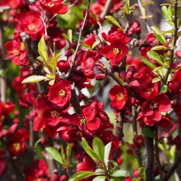 Chaenomeles superba Hollandia - Fior di Pesco