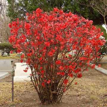 Chaenomeles superba Texas Scarlet - Fior di Pesco