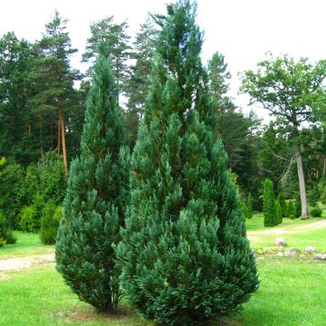 Chamaecyparis lawsoniana Columnaris - Cipresso bianco