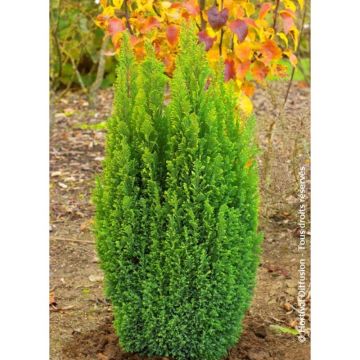 Chamaecyparis lawsoniana Elwood's Gold - Cipresso bianco