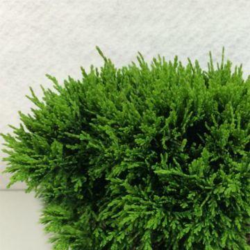 Chamaecyparis lawsoniana Green Globe - Cipresso bianco