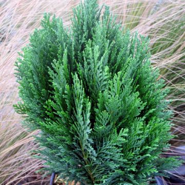 Chamaecyparis lawsoniana Minima Glauca - Cipresso bianco