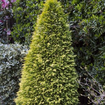 Chamaecyparis lawsoniana Stardust - Cipresso bianco