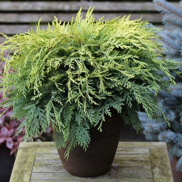 Chamaecyparis lawsoniana Sunkist - Cipresso bianco