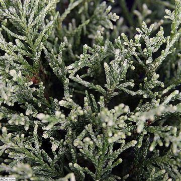 Chamaecyparis lawsoniana White Spot - Cipresso bianco