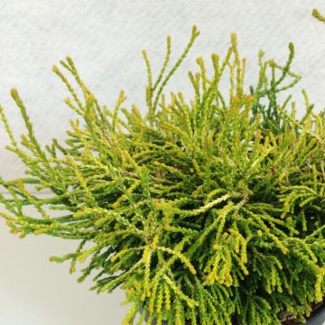 Chamaecyparis obtusa Gitte - Cipresso di Hinoki