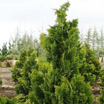 Chamaecyparis obtusa Nana Gracilis - Faux cyprès du Japon              