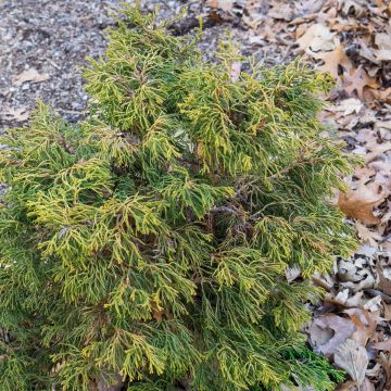 Chamaecyparis obtusa Tsatsumi Gold - Cipresso di Hinoki