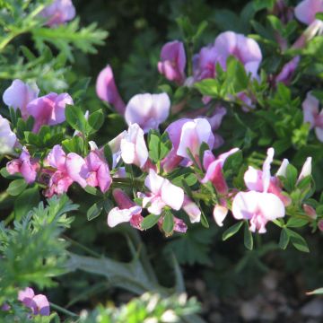 Chamaecytisus purpureus - Citiso purpureo