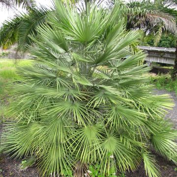 Chamaerops humilis - Palma di San Pietro