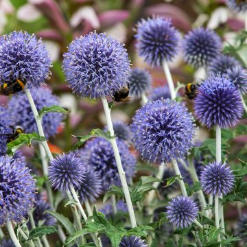 Echinops ritro - Cardo-pallottola coccodrillo