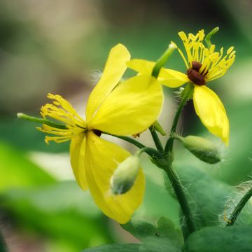 Chelidonium majus - Erba porraia