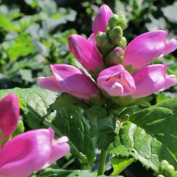 Chelone lyonii Hot Lips