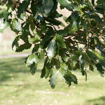 Quercus turneri var.pseudoturneri Spencer Turner - Quercia