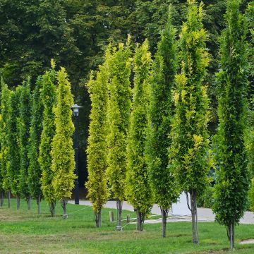 Quercus palustris Green Pillar 'Pringreen - Quercia palustre