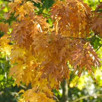 Quercus palustris - Quercia palustre