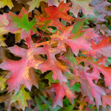 Quercus palustris Isabel - Quercia palustre